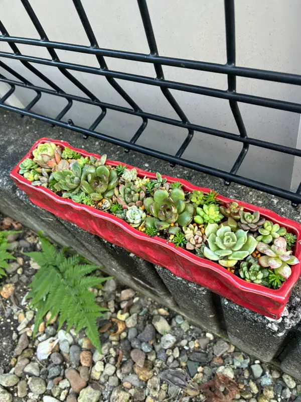 赤い長方形の鉢に植えた寄せ植え(Lサイズ)