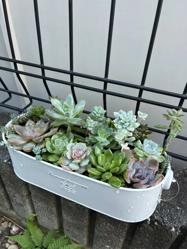 白いブリキの鉢に植えた寄せ植え(Lサイズ)