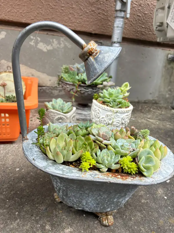 バスタブの形の鉢に植えた寄せ植え(Lサイズ)