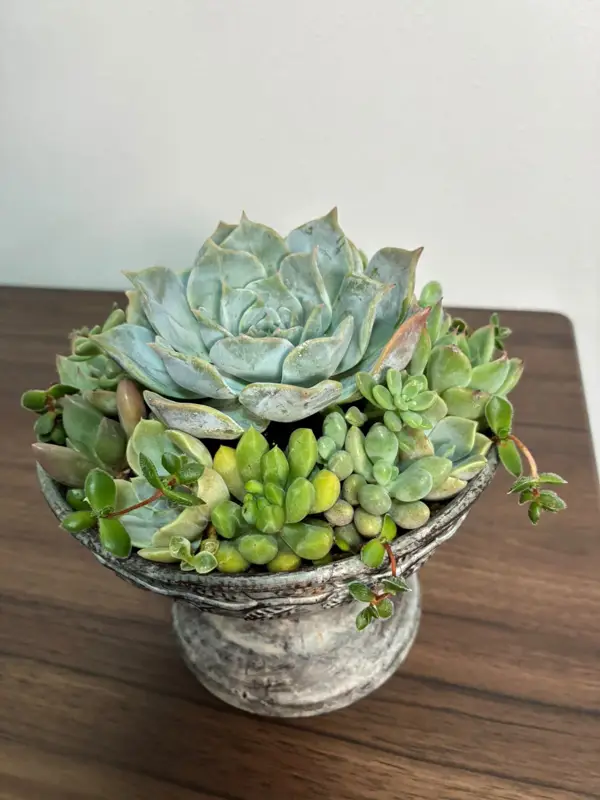脚つきの鉢に植えた寄せ植え(Lサイズ)