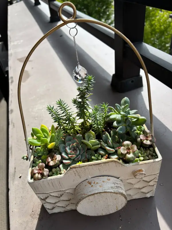カメラの形の鉢に植えた寄せ植え(Lサイズ)