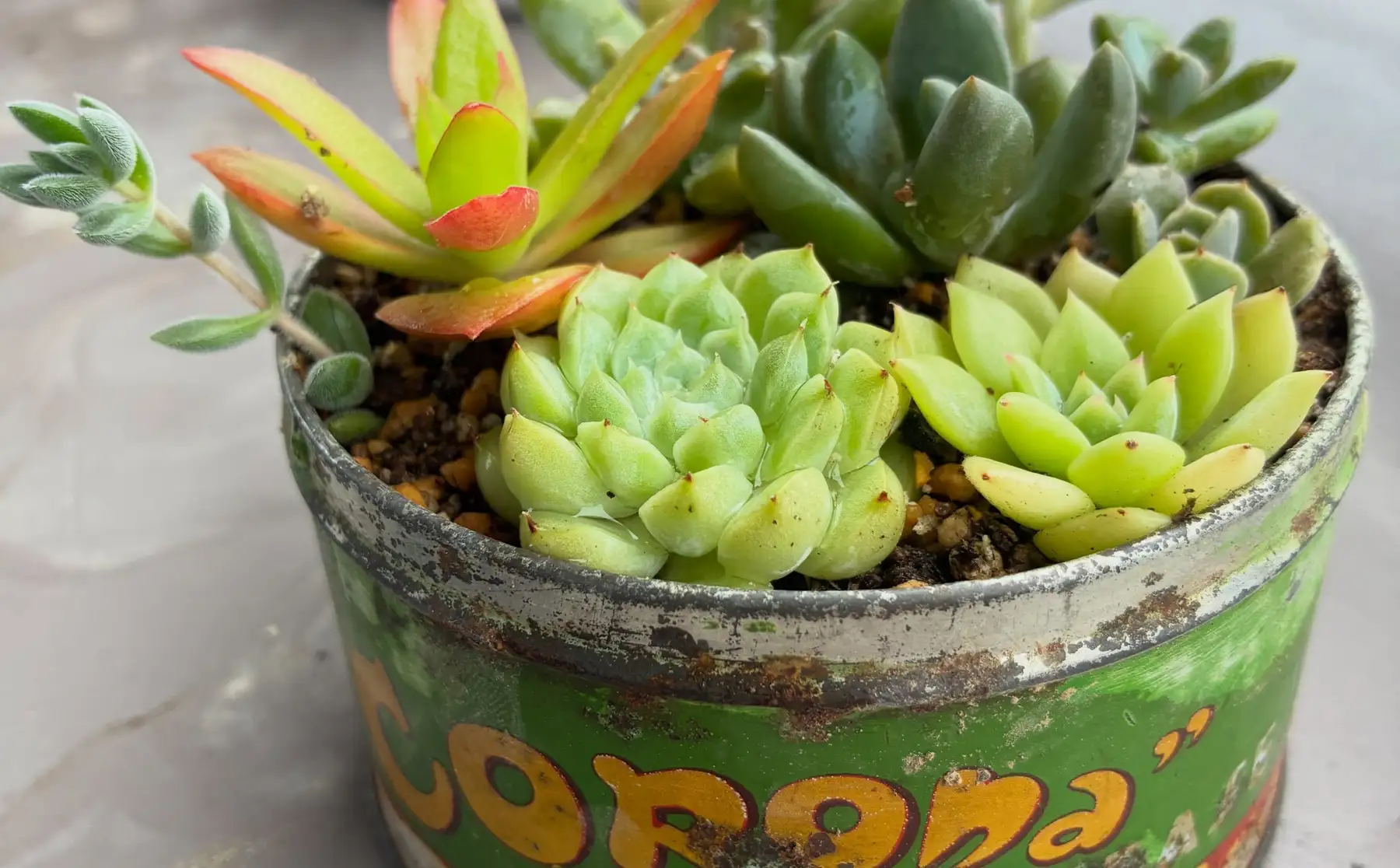 色とりどりの多肉植物の寄せ植え