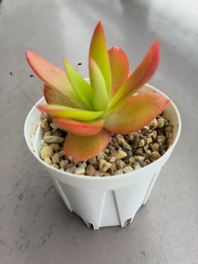 白い鉢の多肉植物