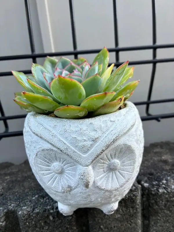 白いふくろうの鉢に植えたエケベリア(Mサイズ)