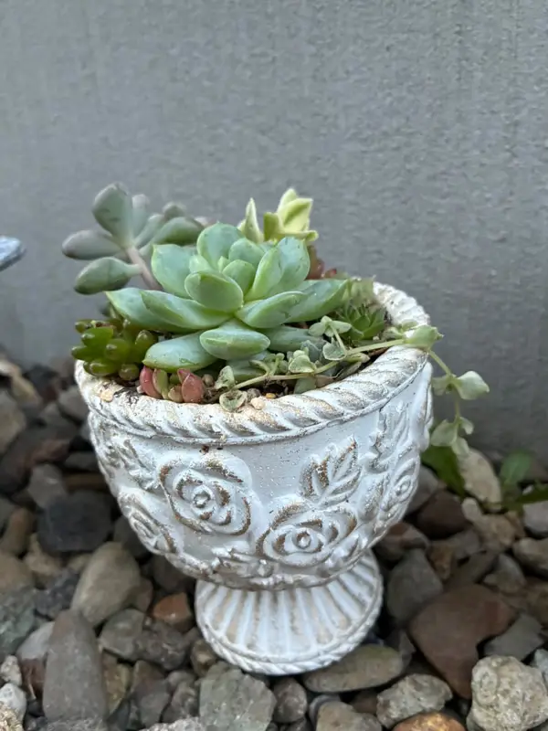 バラ模様の鉢に植えた寄せ植え(Mサイズ)