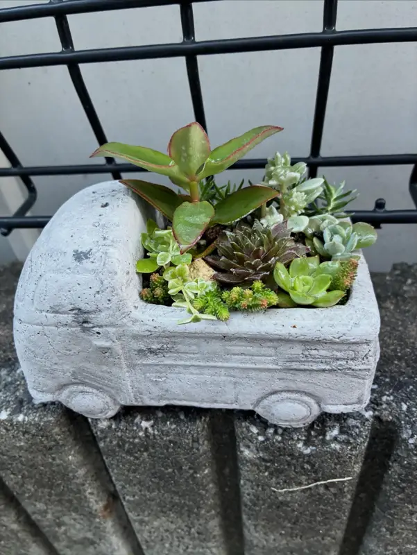車の形の鉢に植えた寄せ植え(Sサイズ)