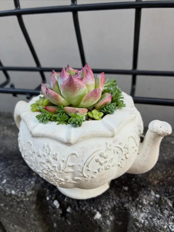 白いティーポットの鉢に植えた寄せ植え(Sサイズ)
