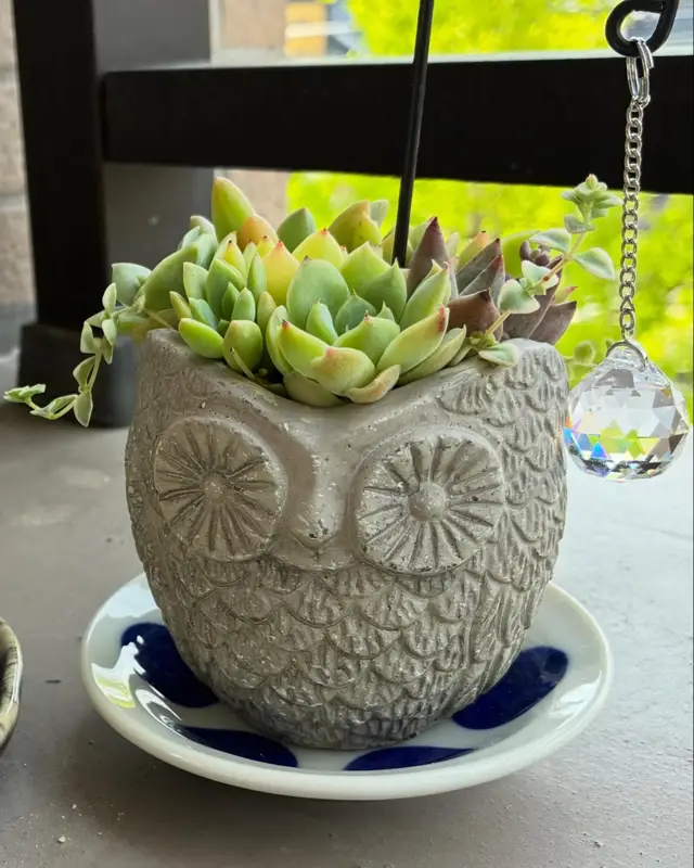 ふくろうの鉢に植えた寄せ植え(Sサイズ)