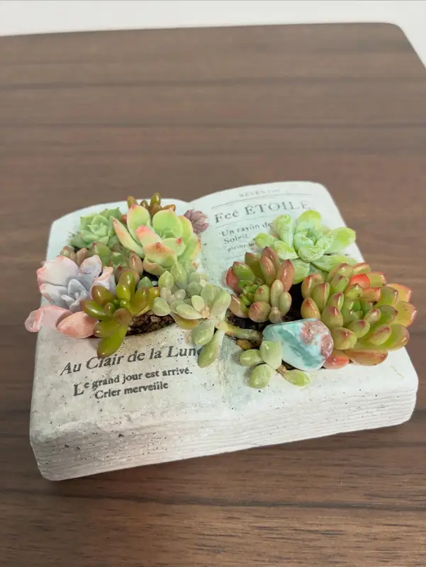 本の形の鉢に植えた寄せ植え(Sサイズ)