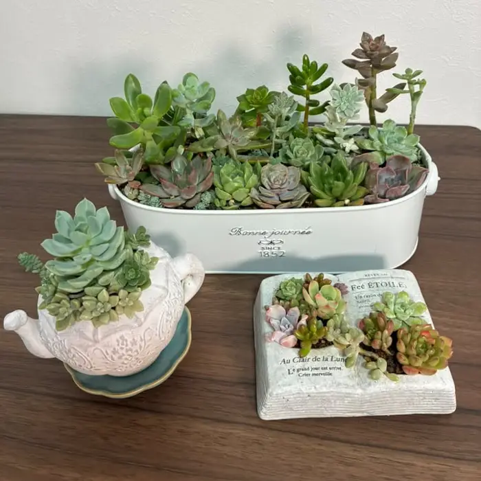 ご自宅用の寄せ植え3鉢(ブリキの鉢・ティーポットの鉢・本の形の鉢)