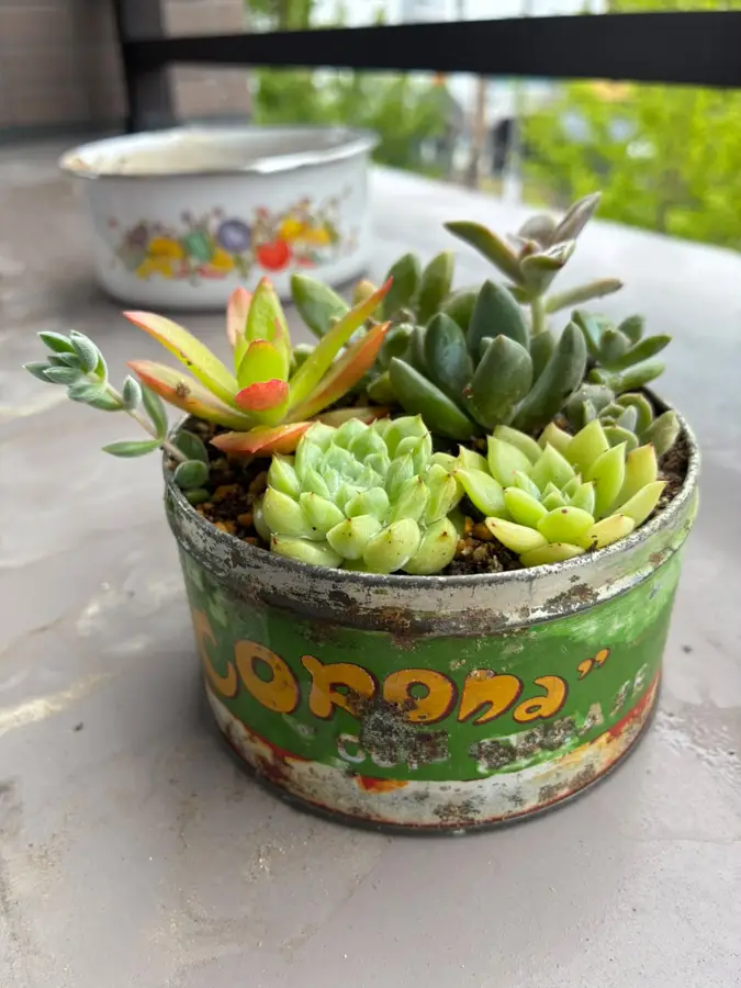 緑のブリキ缶に植えた寄せ植え